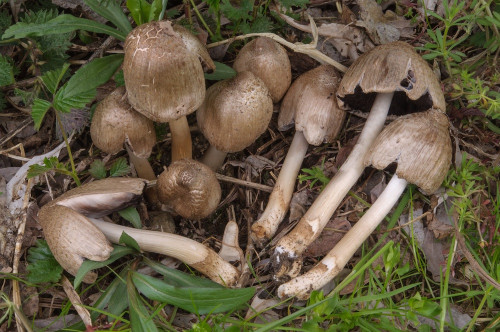 ag_Coprinopsis romagnesiana.jpg
