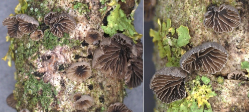 ag_Resupinatus_europaeus.jpg