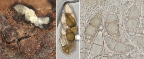 as_Asteromassaria pulchra.jpg