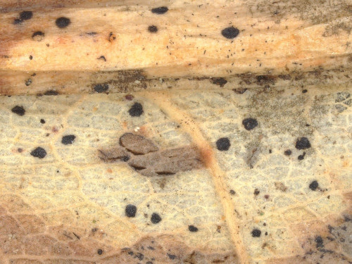 as_Coccomyces dentatus.jpg