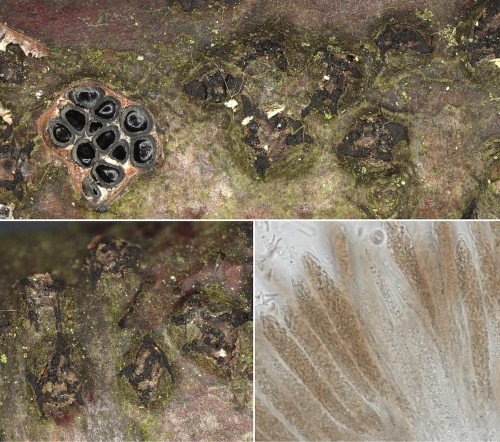 as_Diatrypella angulata.jpg