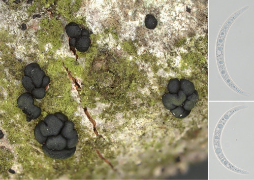 as_Durandiella gallica.jpg