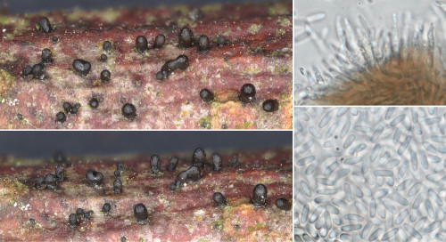 as_Glutinium laevatum1.jpg