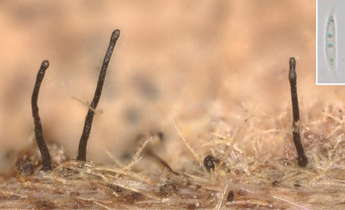 as_Gnomonia setacea.jpg