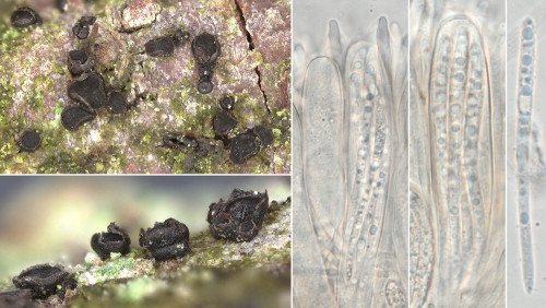as_Grovesiella abieticola.jpg