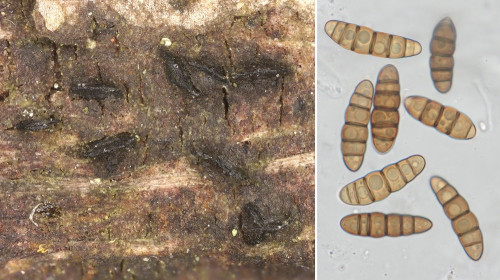 as_Lophiostoma macrostomoides.jpg