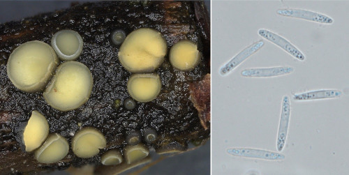 as_Mollisia retincola.jpg