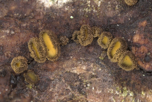 as_Neodasyscypha cerina.jpg