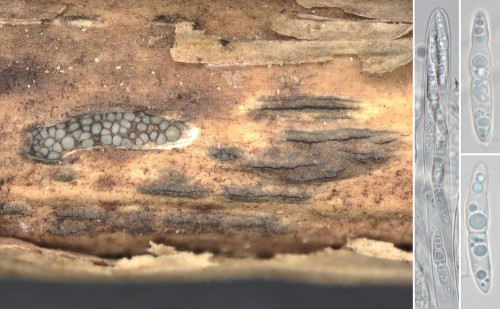 as_Setoseptoria arundinacea.jpg