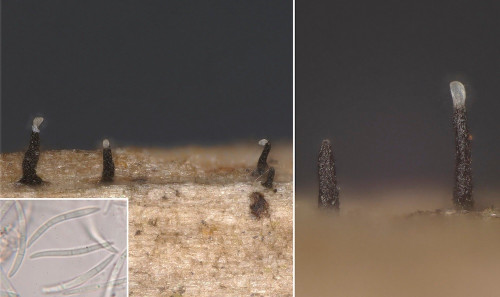 as_Sphaerographium squarrosum.jpg