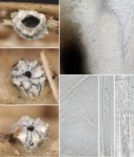 as_Stictis elongatispora.jpg