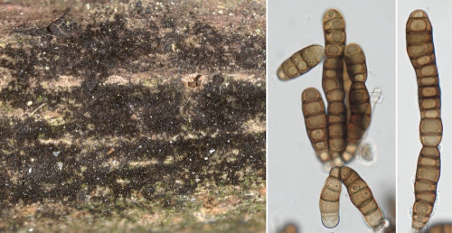 as_Taeniolella stilbospora.jpg