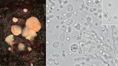 het_Phaeotremella simplex.jpg