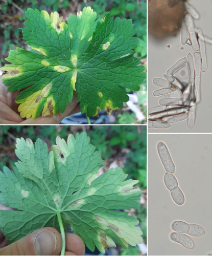 phyt_Ramularia geranii.jpg