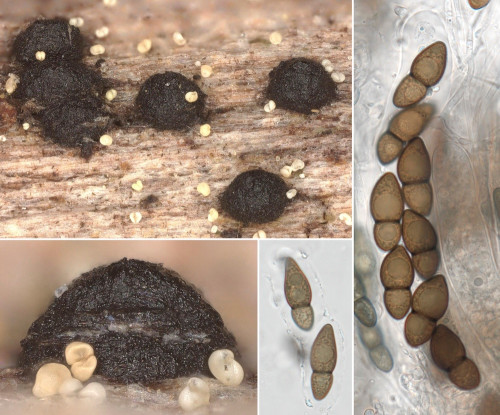 as_Kirschsteiniothelia atra.jpg