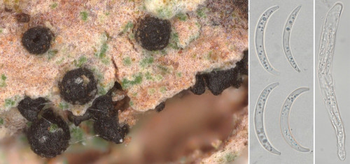 as_Leptosillia muelleri.jpg