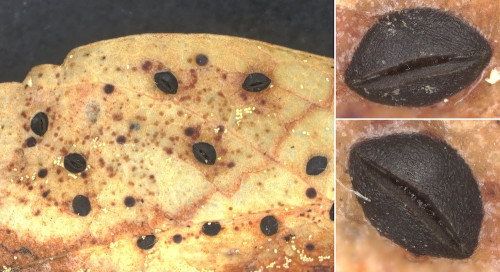 as_Lophodermium aucupariae.jpg
