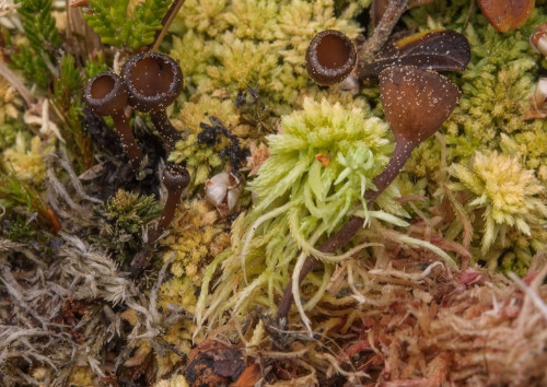 as_Monilinia urnula.jpg