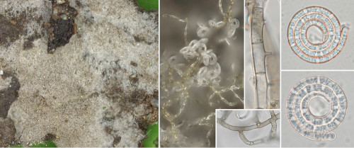 as_Neohelicosporium griseum.jpg