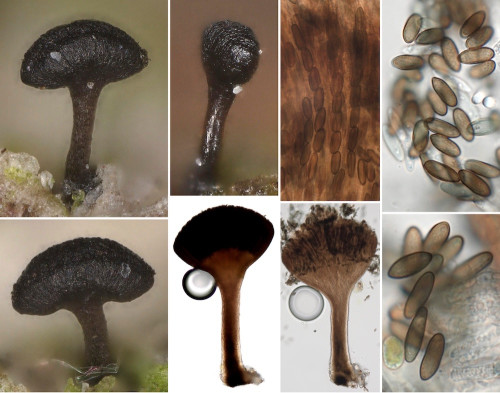 as_Phaeocalicium compressulum.jpg
