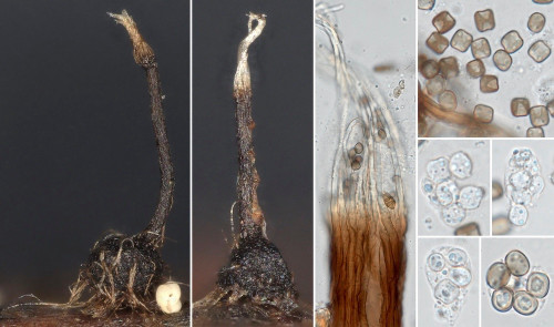as_Scopinella barbata.jpg