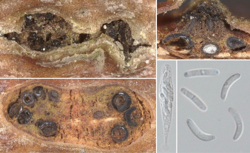 as_Valsalnicola oxystoma.jpg