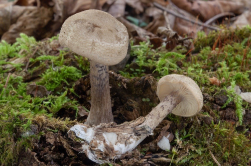 ag_Entoloma alnetorum.jpg