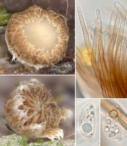 ag_Merismodes monacha.jpg