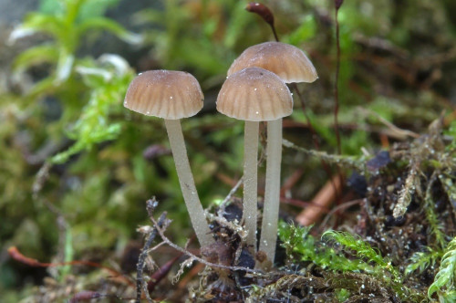 ag_Phloeomana clavata.jpg