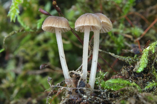 ag_Phloeomana clavata1.jpg