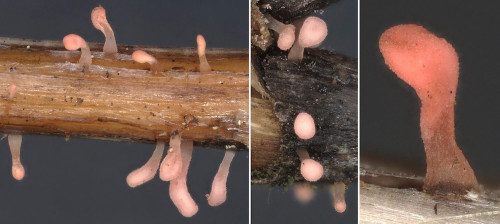 ag_Typhula micans.jpg