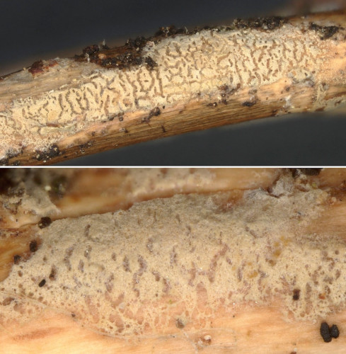 co_Acanthobasidium norvegicum.jpg