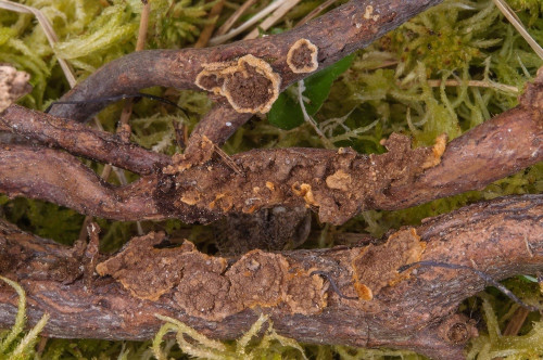 co_Hydnoporia rhododendri.jpg