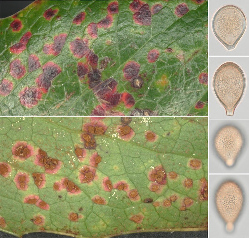 phy_Puccinia mirabilissima.jpg